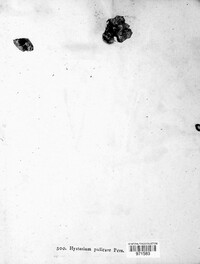 Hysterium pulicare image